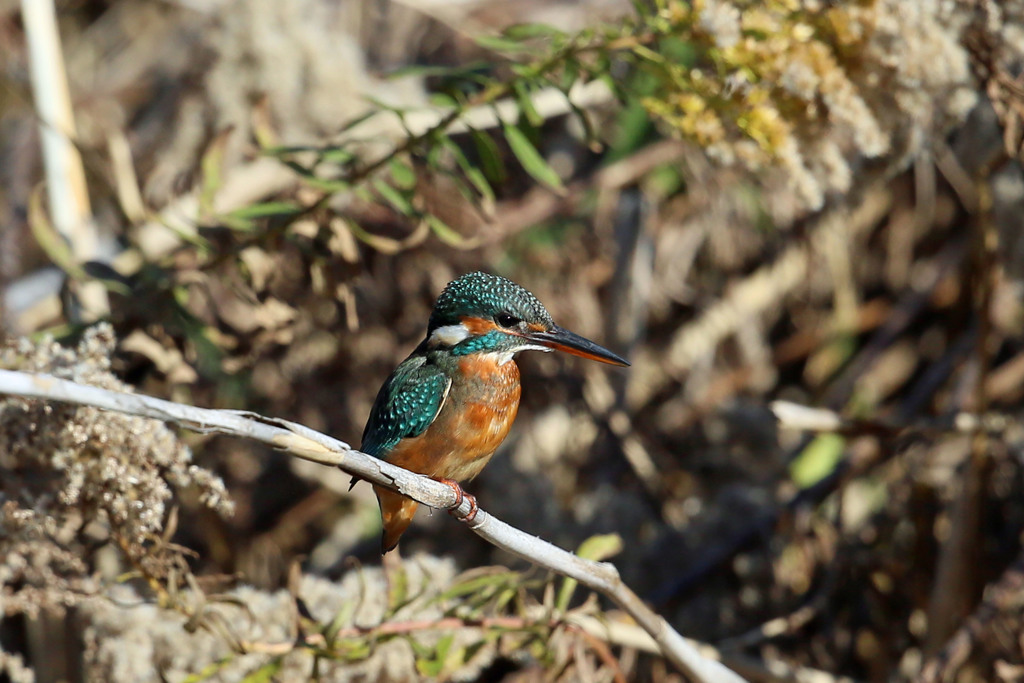 カワセミ定番写真