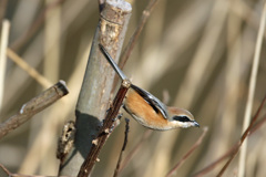 モズの飛び出し