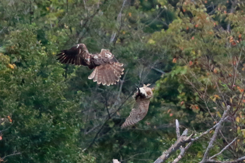 チュウヒハイタカバトル-1