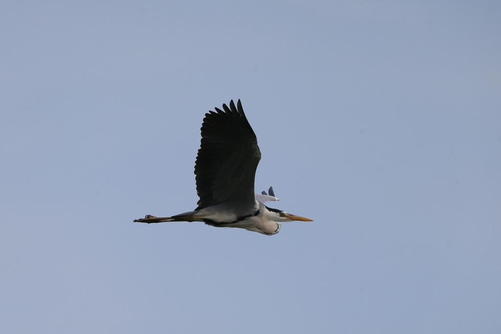 アオサギ流し鳥
