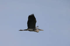 アオサギ流し鳥