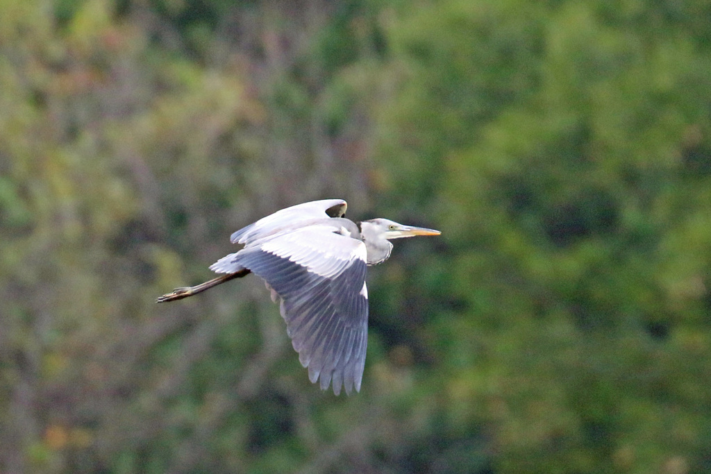 アオサギ飛び方-1