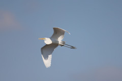 青空とダイサギ