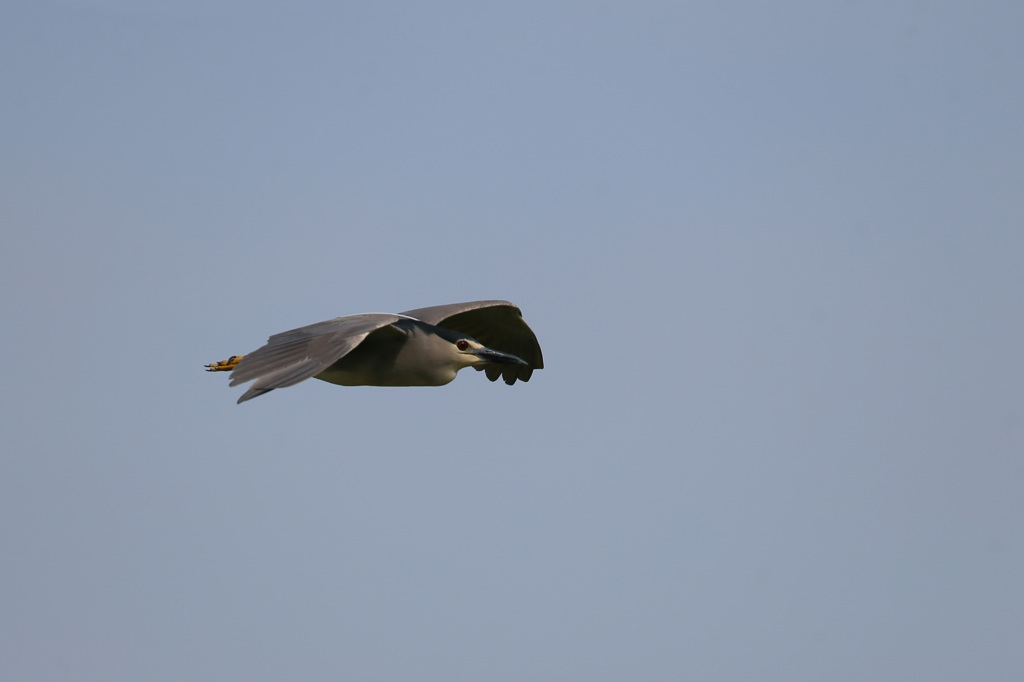 僕だって飛ぶよ