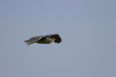 僕だって飛ぶよ