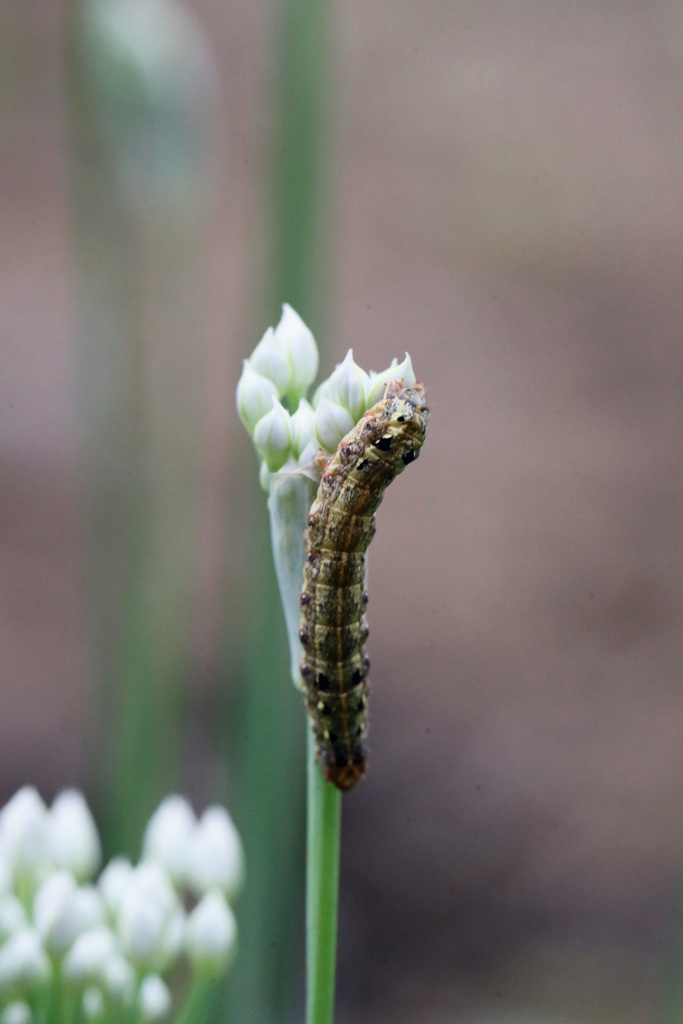 幼虫とにらの花