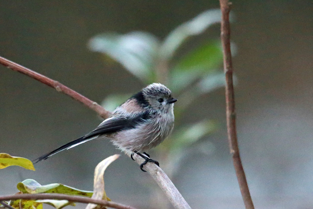 エナガ図鑑写真