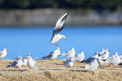 翼でブレーキ 翼でブレーキ