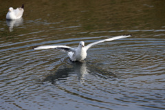 ユリカモメセーフ