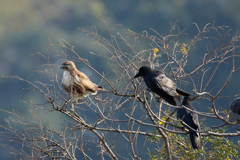 カラス怖いよ～