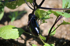 この茄子美味しそう