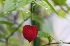 雨が降っても破れない