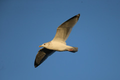 日差しを浴びるセグロカモメ