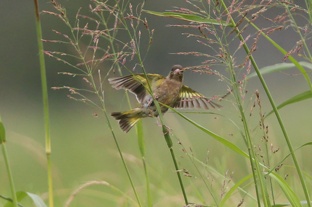 腰ひねってます