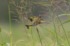 腰ひねってます