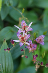 ほーほけきょ♪