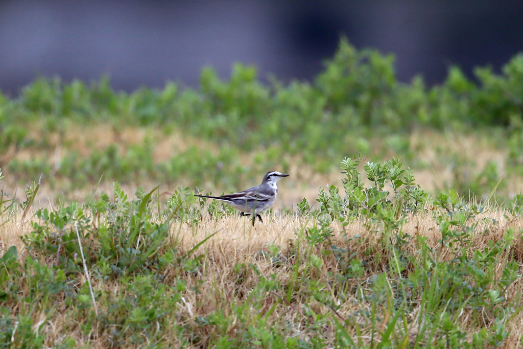 ハクセキレイ発見