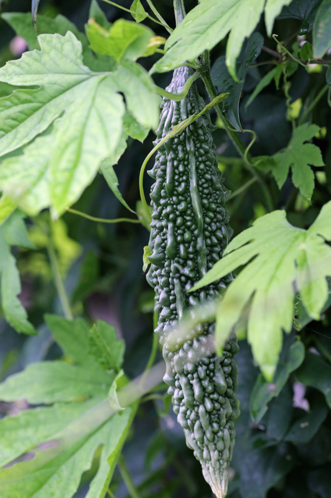 ゴーヤできました