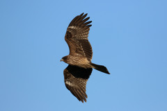 トビさん定番写真