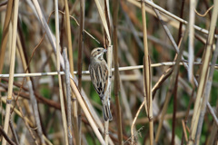 オオジュリン-1