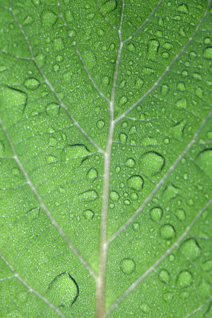 雨上がり-1