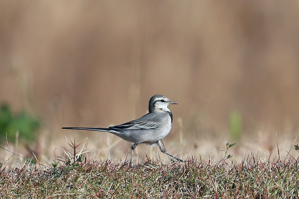 胸はるハクセキレイ