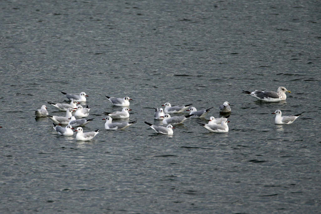 迷い込んだセグロカモメさん