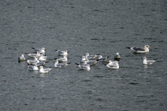 迷い込んだセグロカモメさん