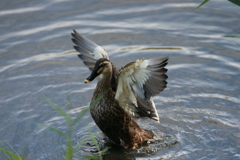 カルガモポーズ-3