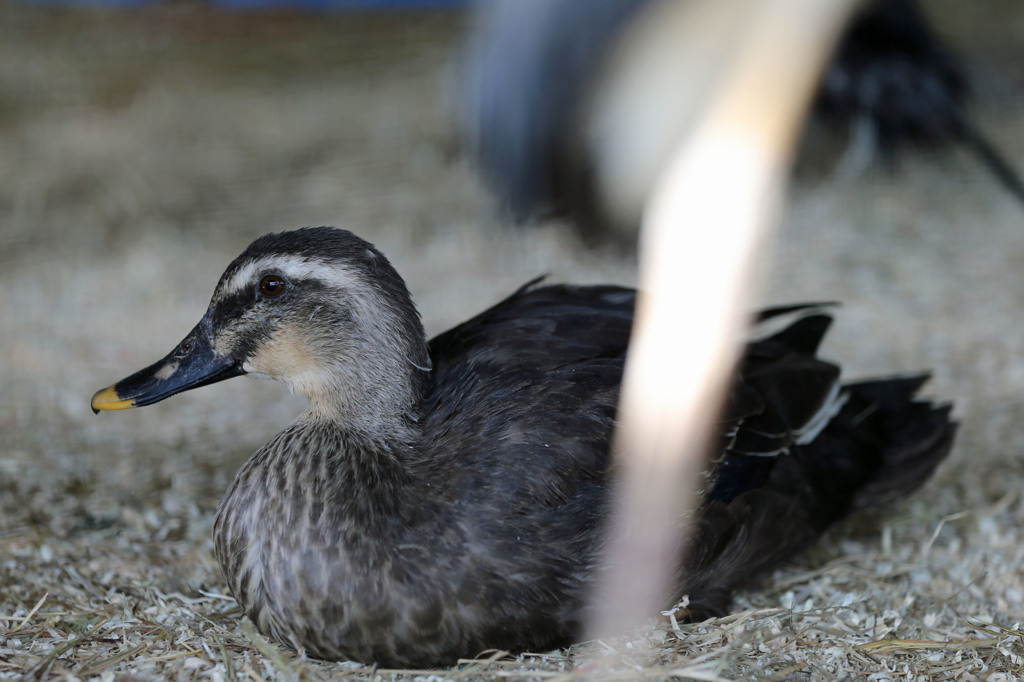 前ボケはアオサギさんの足でした