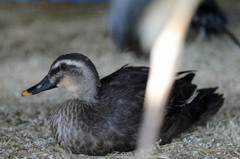 前ボケはアオサギさんの足でした