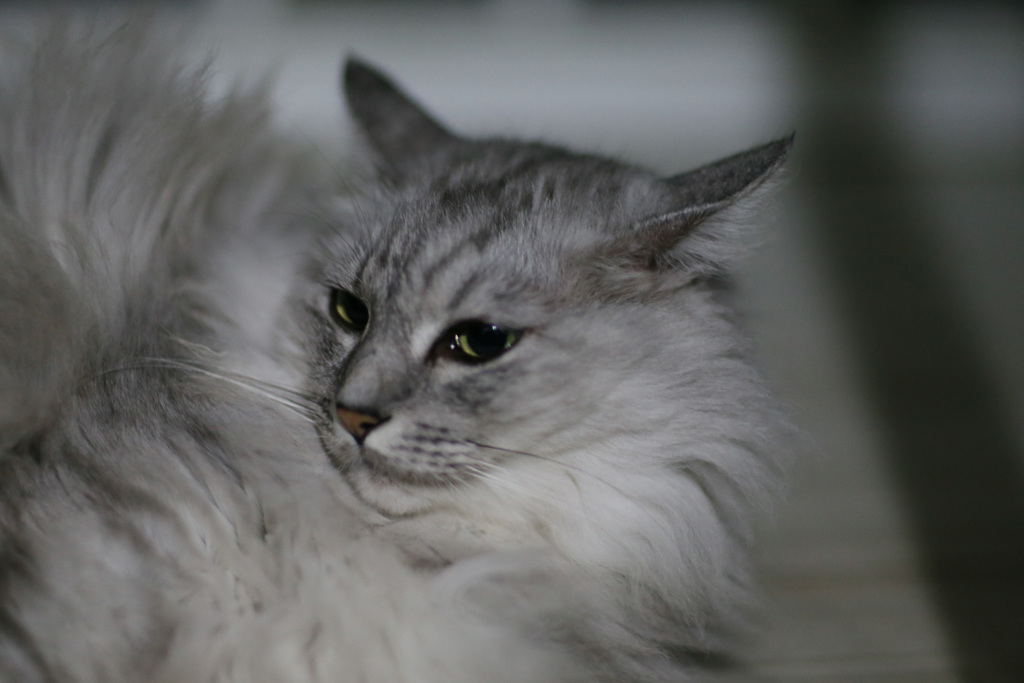 にゃにゃ登場-2