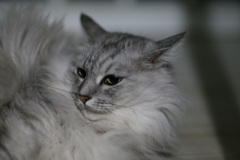 にゃにゃ登場-2