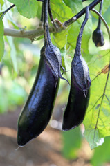 右上に赤ちゃん発見