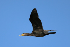 カワウ飛び方-2