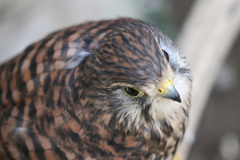 リーゼントその1