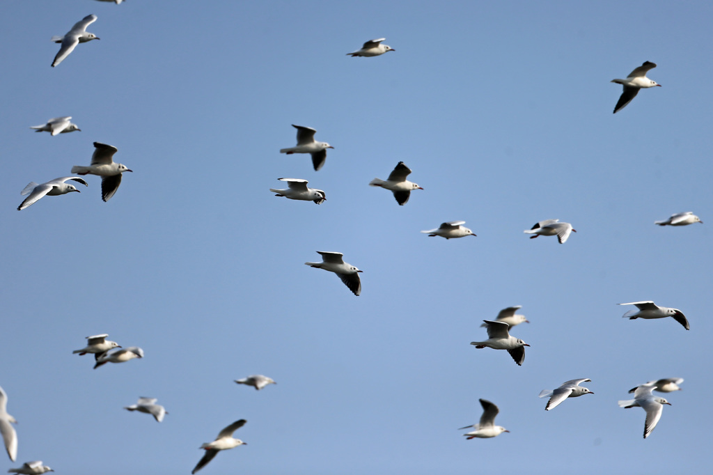空一面カモメさん-2