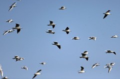 空一面カモメさん-2