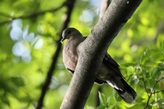 キジバト下から