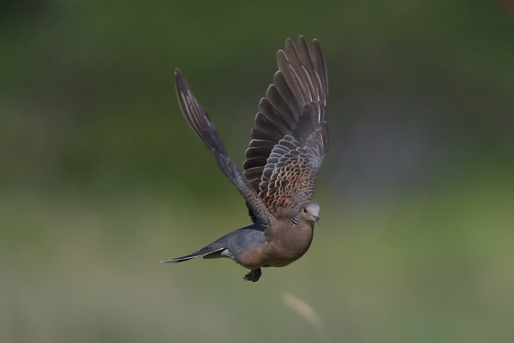 キジバトコマ送り-3