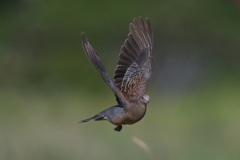 キジバトコマ送り-3