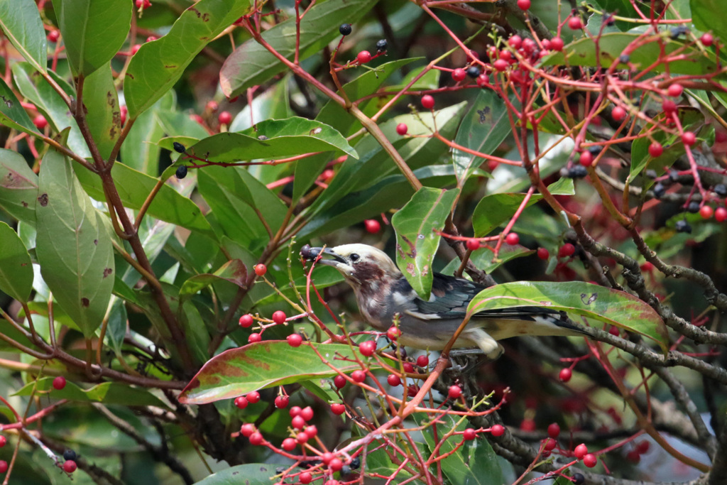 お食事シリーズ-1