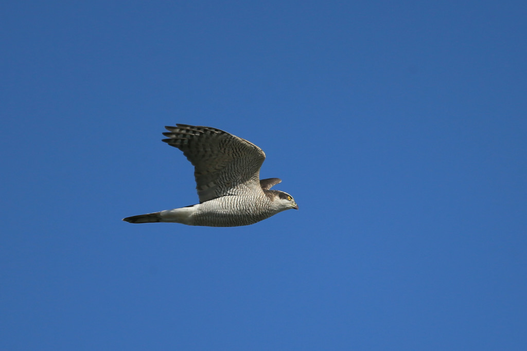 青空にオオタカ成鳥