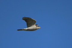 青空にオオタカ成鳥