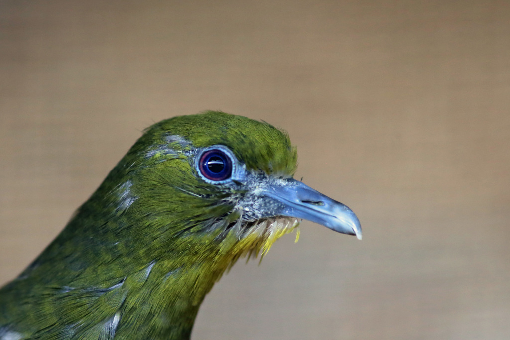 あ～ビックリした