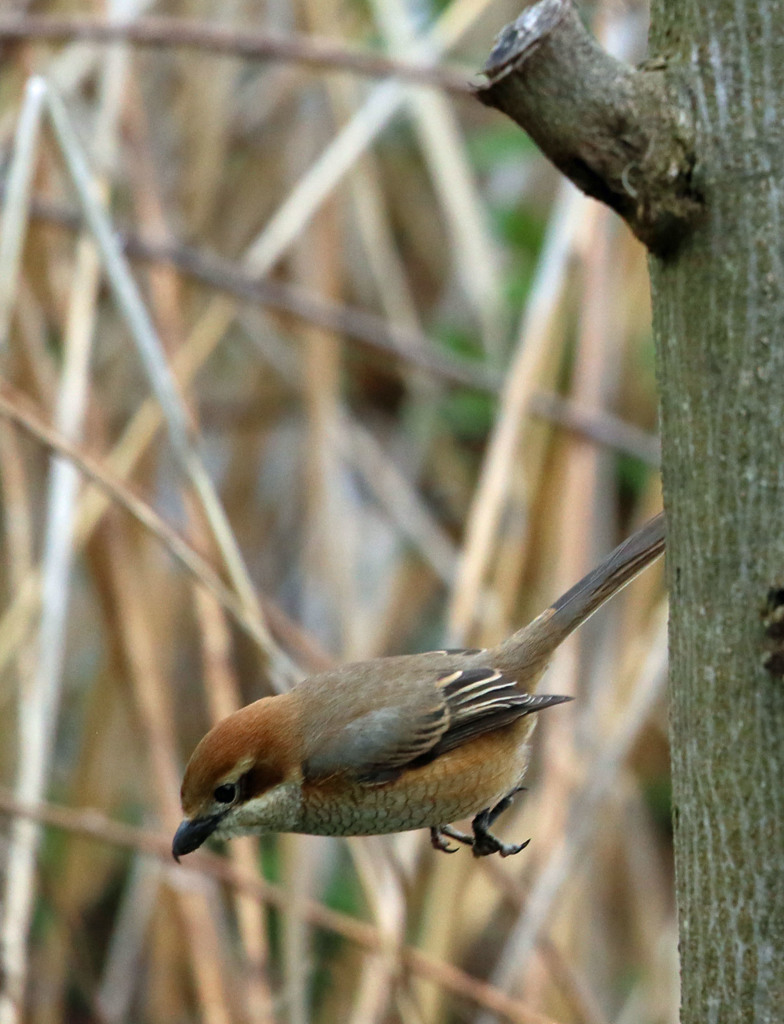 モズ子ぴょ～ん