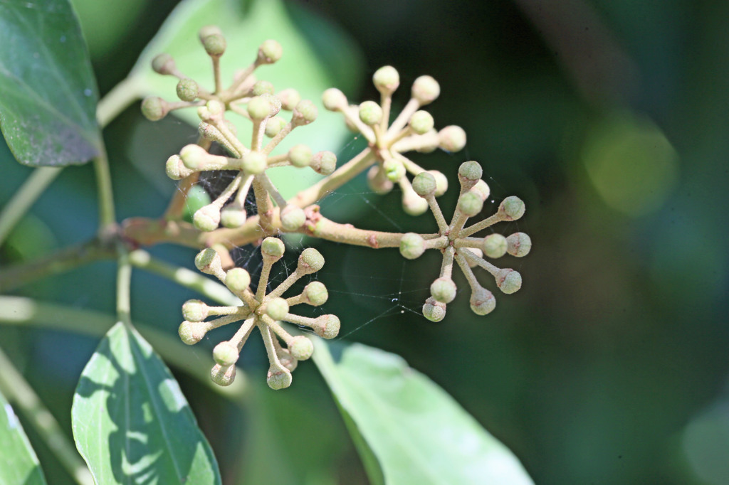食べると美味しいのかな？