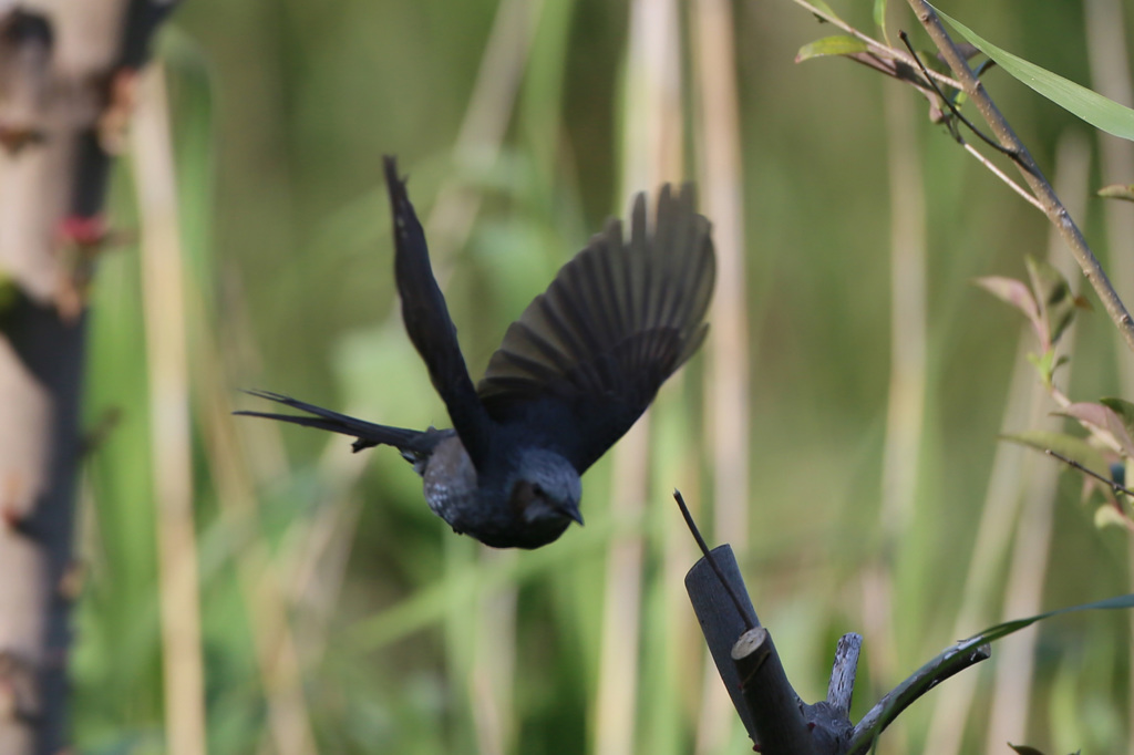 ヒヨドリ飛ぶ-2