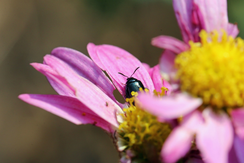 今から起きます