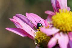 今から起きます